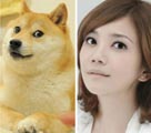 日本の柴犬に似ているとの評判を受ける梁靜茹