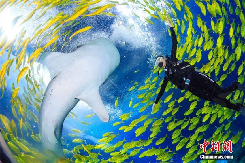 ジンベエザメと水中でパフォーマンスを披露する「人魚」