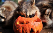 食いしん坊のアライグマとハロウィンのカボチャのランタン