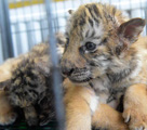 可愛すぎるライオンと虎の赤ちゃんに観客はメロメロ　青島
