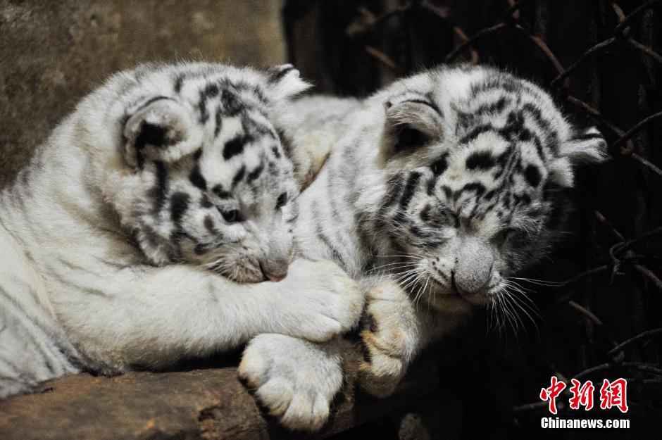 満一か月を迎えたホワイトタイガーの赤ちゃん　雲(yún)南野生動(dòng)物園
