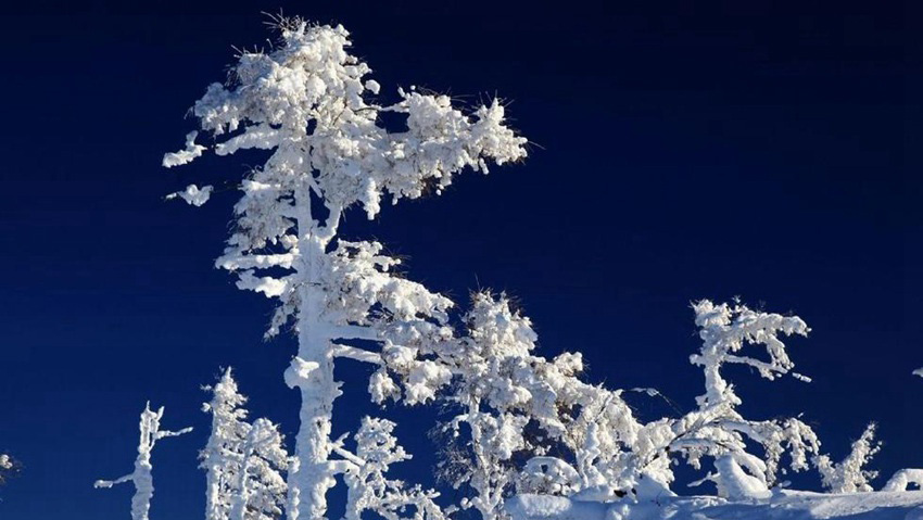 極寒の絶景、―40℃の大興安嶺林海の雪景色