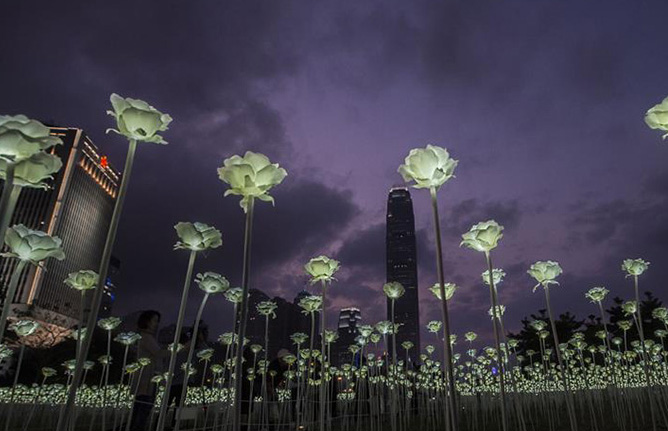 バレンタインデーに數萬本のLED薔薇、香港を幻想的に照らす