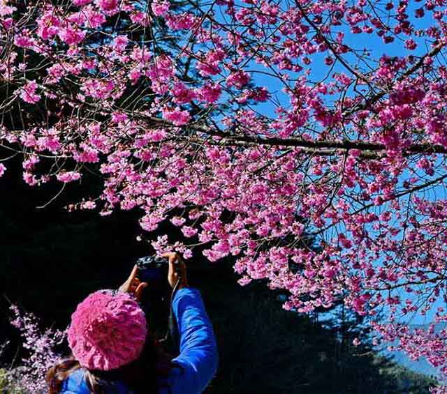 美しい満開の桜、春を迎える臺(tái)灣