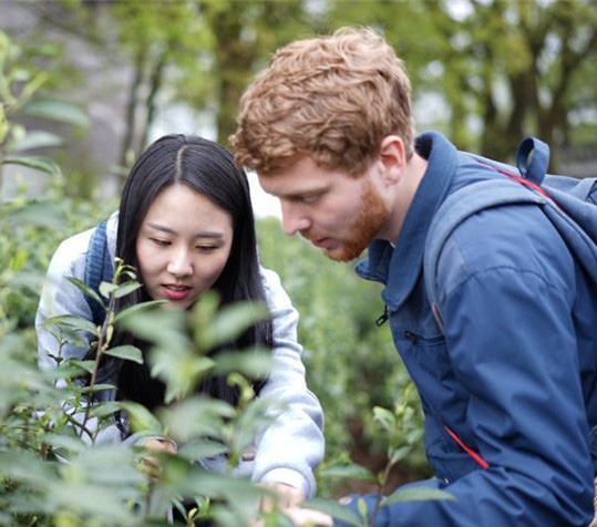 外國人が茶摘みを體験、茶作りの面白さを學ぶ　重慶