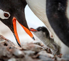 超絶な可愛さ！ネットで最も人気のペンギン寫真