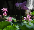 円明園でハスの花祭開催　真夏の日差しを浴びて満開に