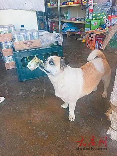 1元札をくわえ、買い物をする小犬に驚きの聲　　店主「うちの常連客だよ」