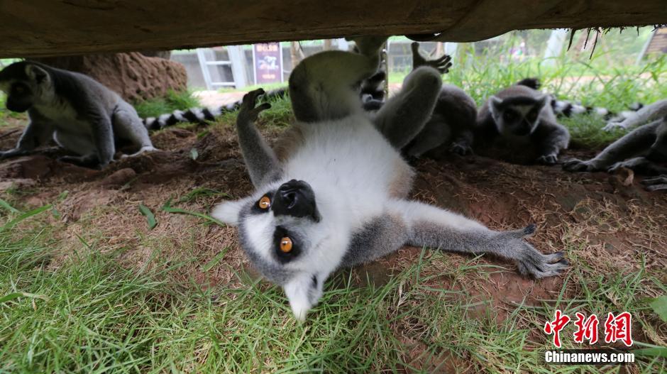 連日の猛暑に動物たちも様々な方法で暑さをしのぐ　重慶