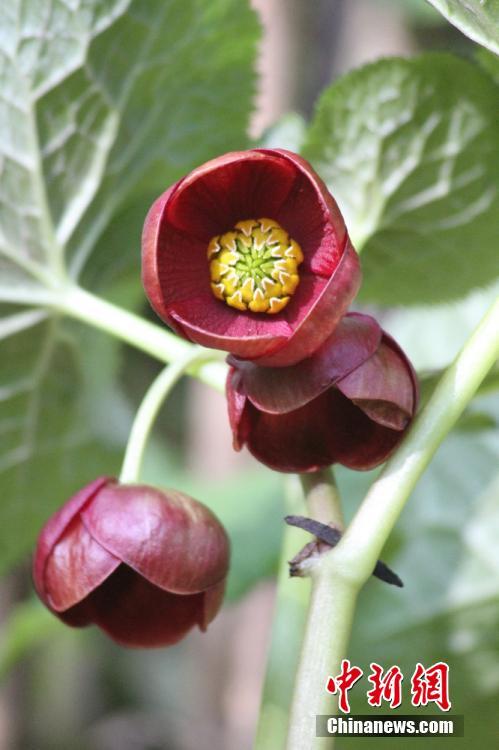 新種の植物「北川リュウキンカ」、四川省で発見