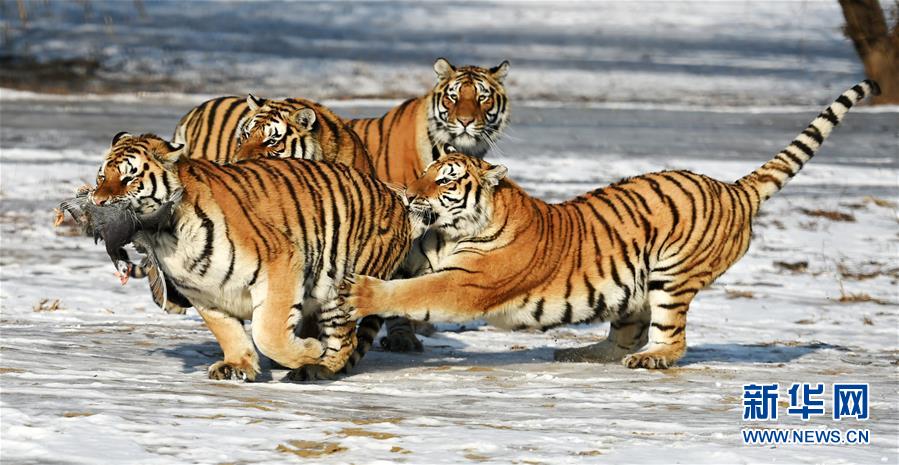 ニワトリを前に野生の本能むき出し　東北トラが冬の「巻き狩り」