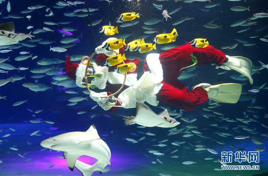 水族館のダイバーがサンタコスプレで魚のエサやり　東京