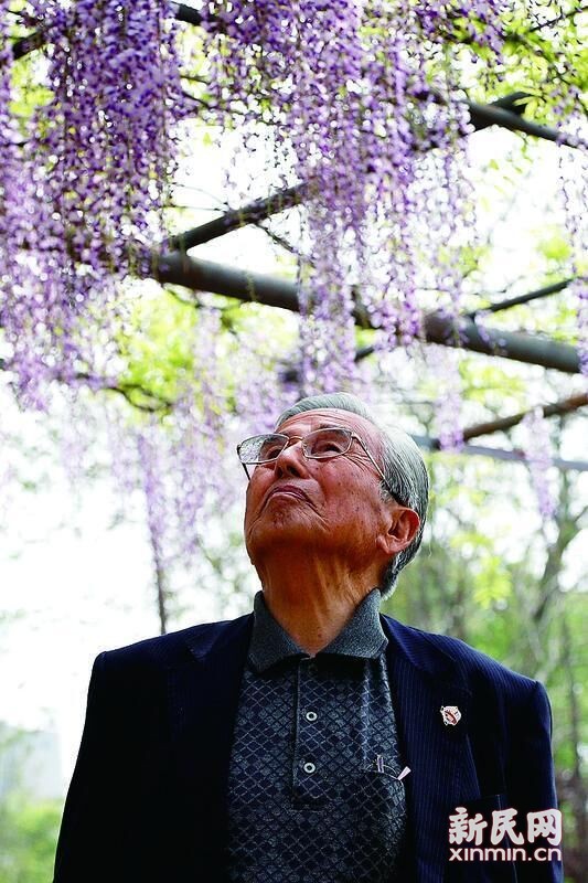 今年4月、嘉定で紫藤の開花狀況を確認(rèn)する藤本道生さん(85) 。