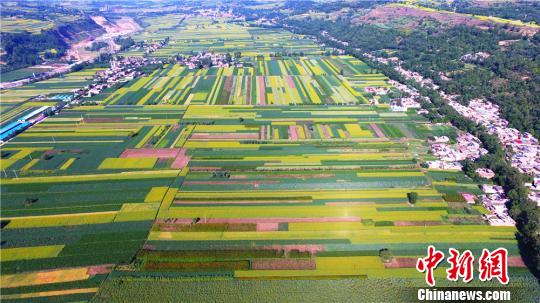 上空から見た甘粛省の菜の花畑　絵畫のような美しさ