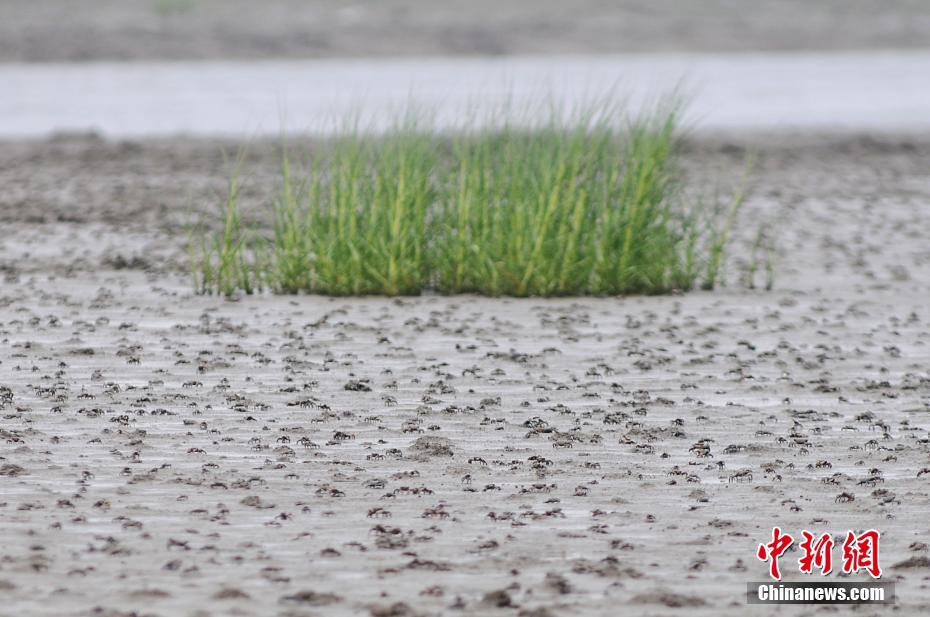 引き潮の浜辺にびっしりと這うイソガニの大群　青島