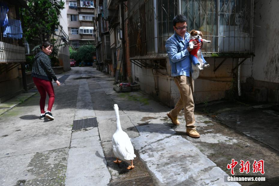 老人、ペットのガチョウを連れ散歩する　昆明市