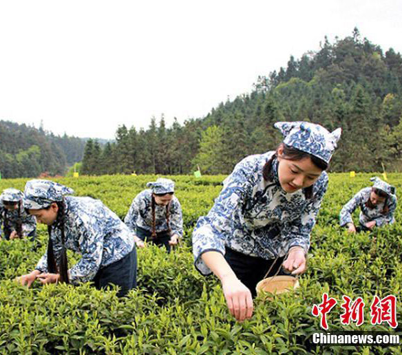 中國のハイエンド黒茶が誕生するまで