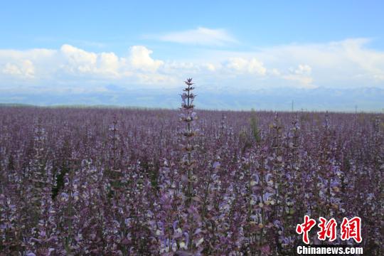 昭蘇高原のクラリセージが開花シーズン迎え、紫一色に　新疆