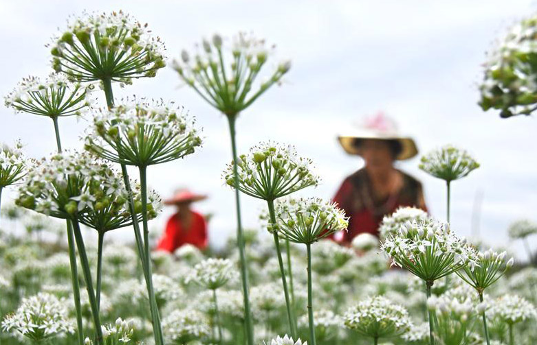 一面に白く咲くニラの花　収穫作業(yè)に勤しむ農(nóng)家の人々　山東省