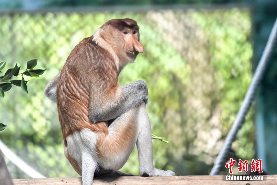 中國(guó)で初めて絶滅危懼種のテングザルを輸入