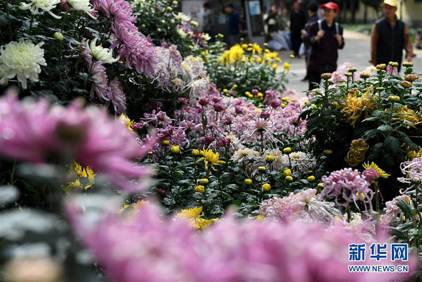 昆明市大観園、3萬鉢以上の菊の花で國慶節(jié)の到來待つ　雲(yún)南省