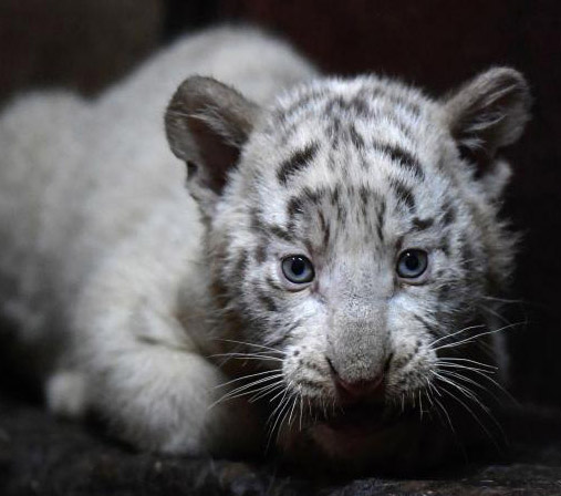 雲南野生動物園のホワイトタイガーが六つ子出産し、記録更新