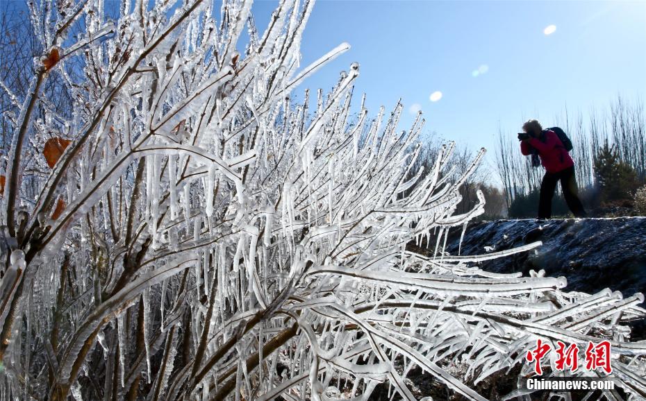 寒波到來で「水晶の衣」まとい、きらめく木々　甘粛省