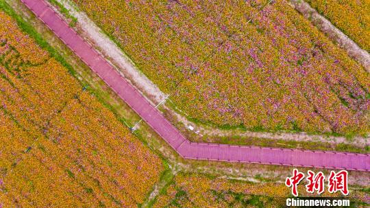 美しい彩りの花々咲き亂れる海南省の公園の花畑を空撮