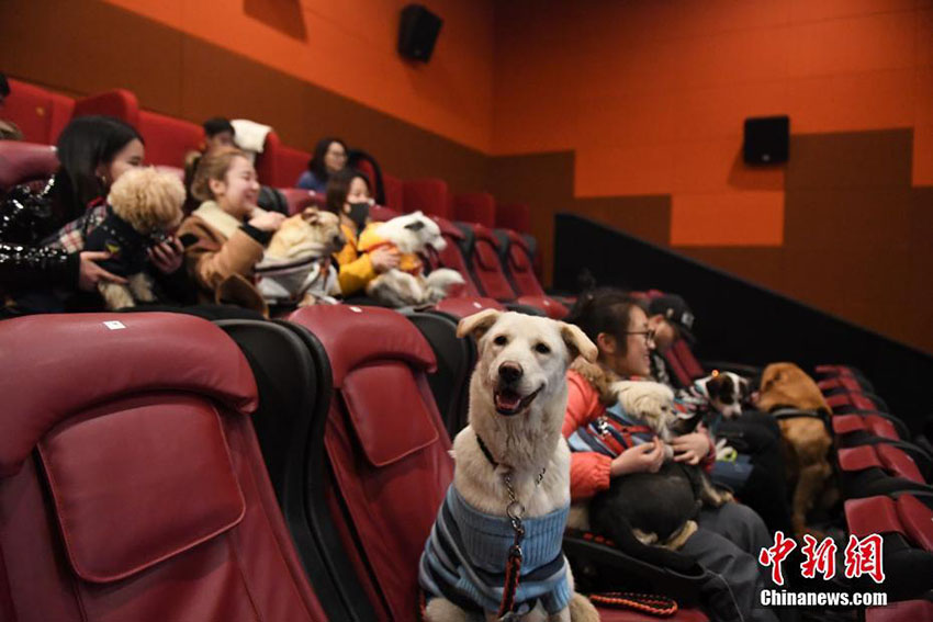 戌年の春節を祝い、杭州の映畫館で飼い犬同伴可能な映畫鑑賞