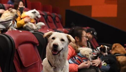 戌年の春節を祝い、杭州の映畫館で飼い犬同伴可能な映畫鑑賞