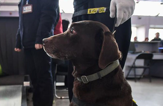 春運スタート、警察犬の「王子」を駅に配備　四川省