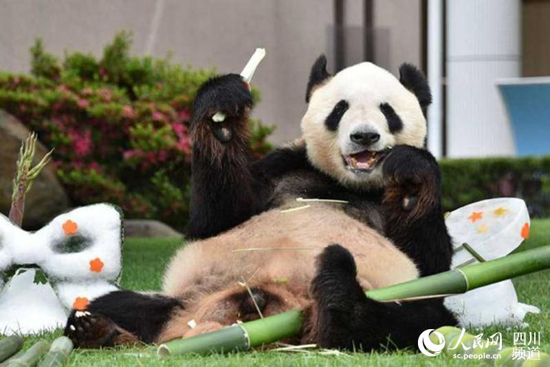 成都から日本へやって來たパンダの「永明」、日本動物大賞グランプリに