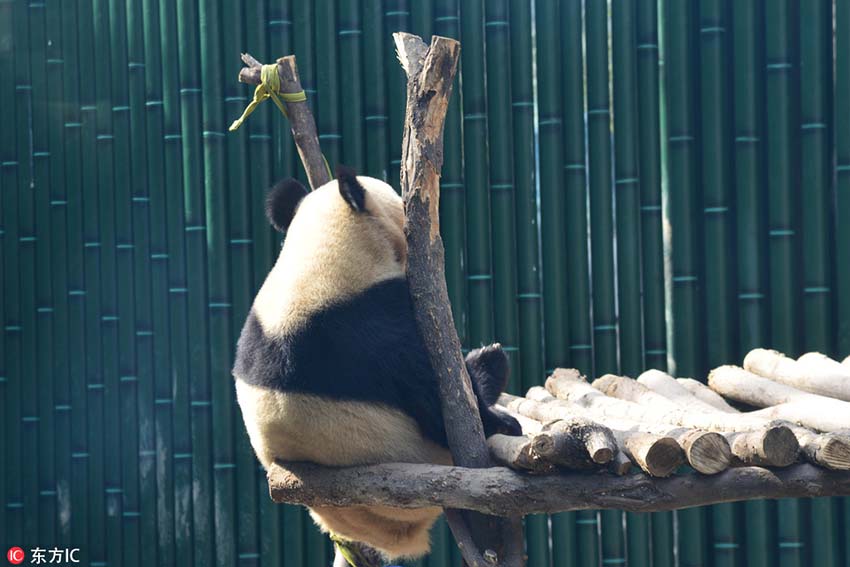 北京市に遅めの春到來、春の陽気でウトウトするパンダの愛らしい寢姿