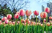 春の花が開花した靜安雕塑公園