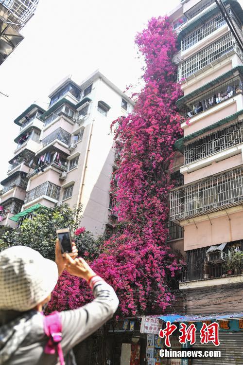 外壁を這うように育つブーゲンビリア、まるで「花の滝」　広東省