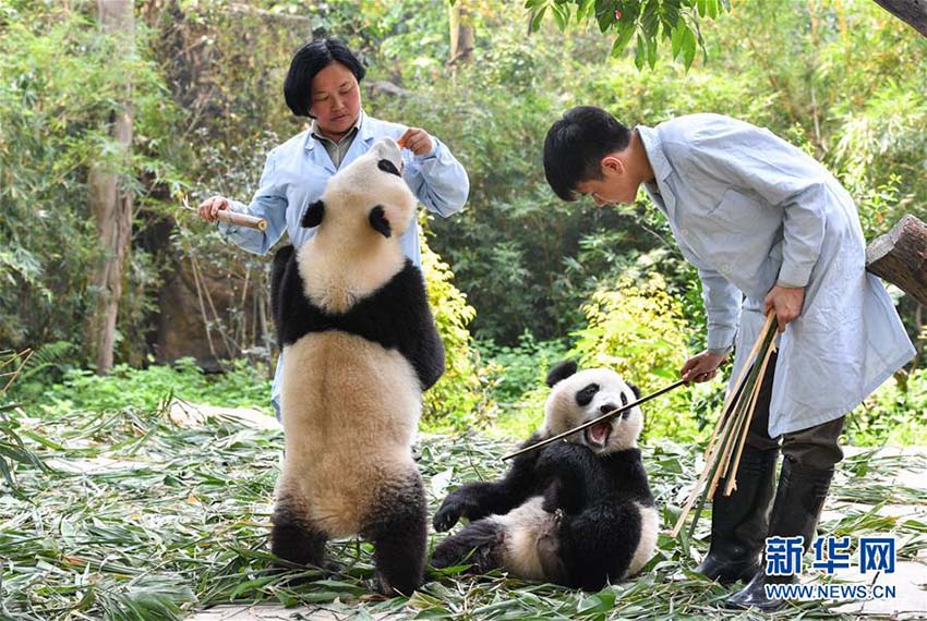 広州の雙子パンダが離乳適応期に　獨(dú)り立ちの一歩踏み出す