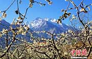 四川省茂県で桃の花が満開　羌族の里はベストシーズン