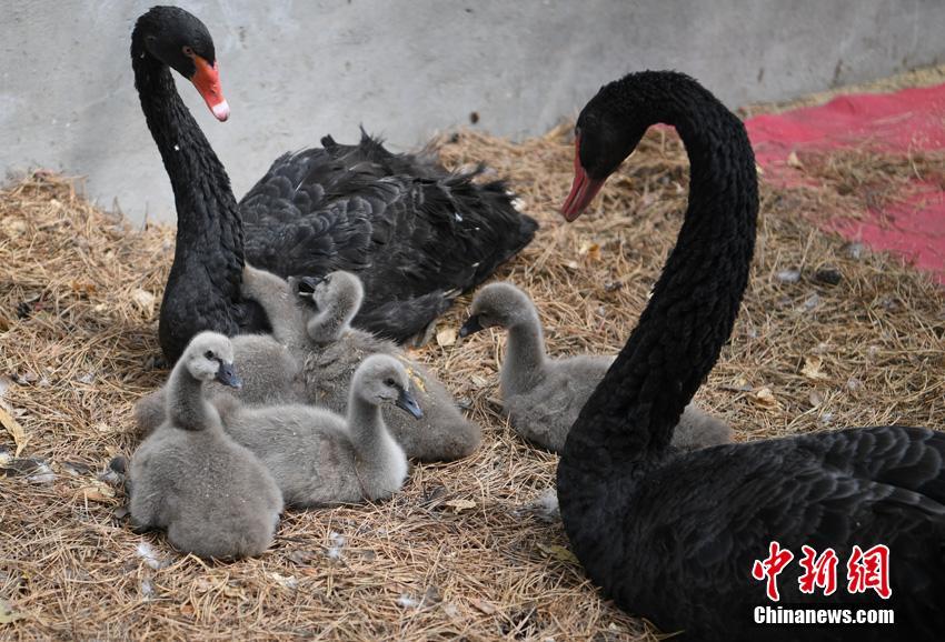 ふわふわの毛に覆われたコクチョウの赤ちゃん　長春雕塑公園