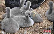 ふわふわの毛に覆われたコクチョウの赤ちゃん　長春雕塑公園