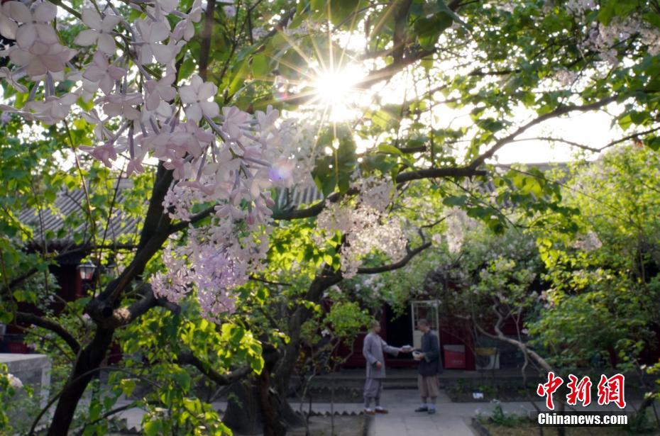 北京市法源寺內で丁香の花が満開に