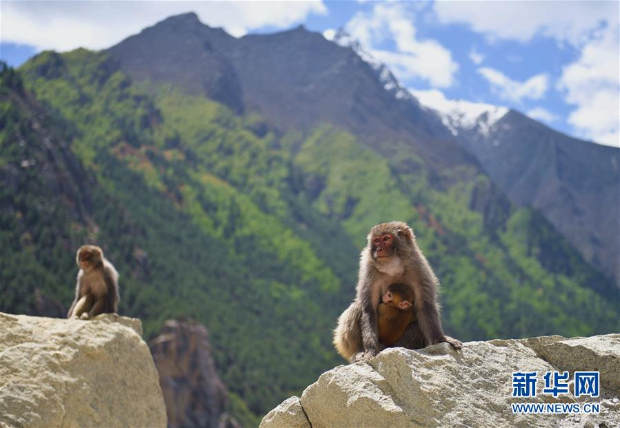 野生サルたちの楽園 チベット自治區ギャツァ県