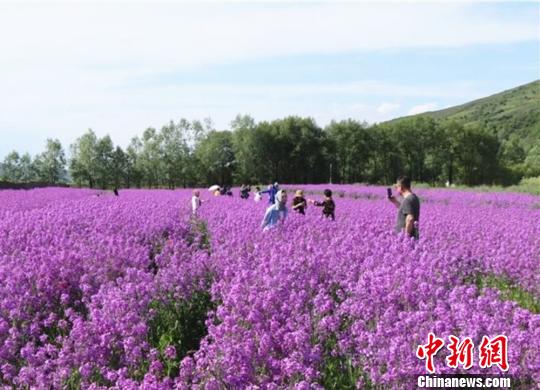 黃土高原のルピナスの花が満開に　甘粛省