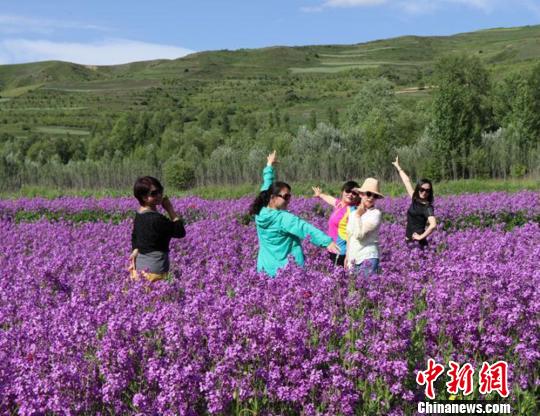 黃土高原のルピナスの花が満開に　甘粛省