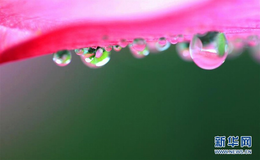 夏至到來　中國各地のハス池ですがすがしい気分に