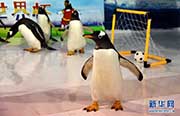 ペンギンもW杯に參戦！