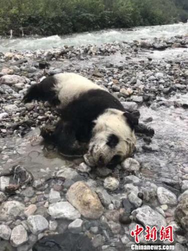 暴雨による溺死？四川省の山奧で生後半年の赤ちゃんパンダの遺體発見