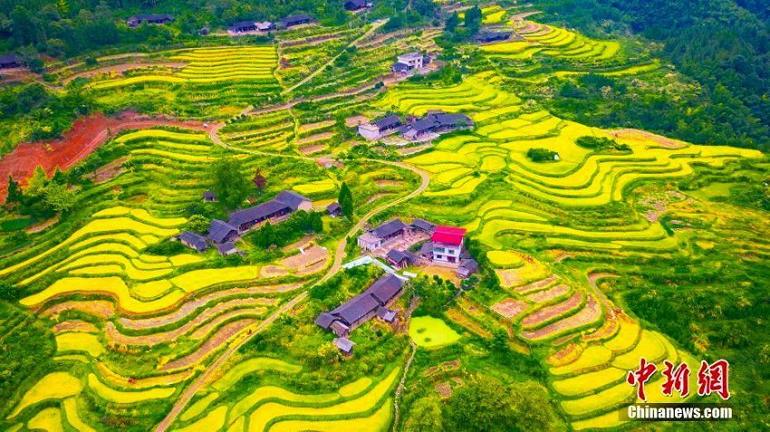 実りの秋！黃金色に輝く棚田の織り成す美しい風景　湖南省