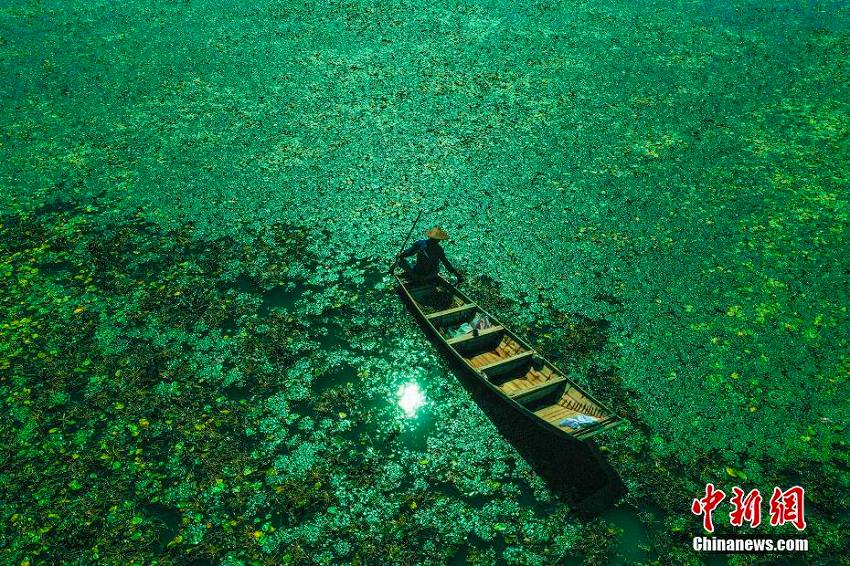 碧玉のような湖面にさざ波揺らぐ石臼湖濕地の美しい風景