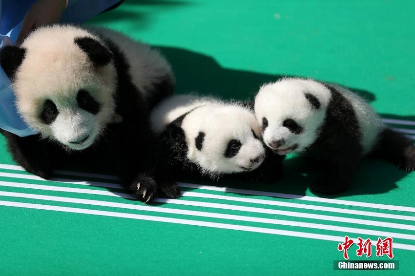 2018年生まれのパンダの赤ちゃんお披露目　四川省