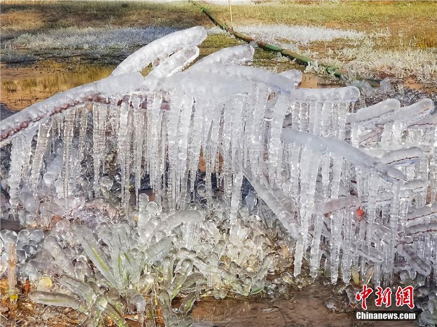 急激な冷え込みで草花に雨氷、キラキラ輝く幻想的な風(fēng)景広がる　甘粛省